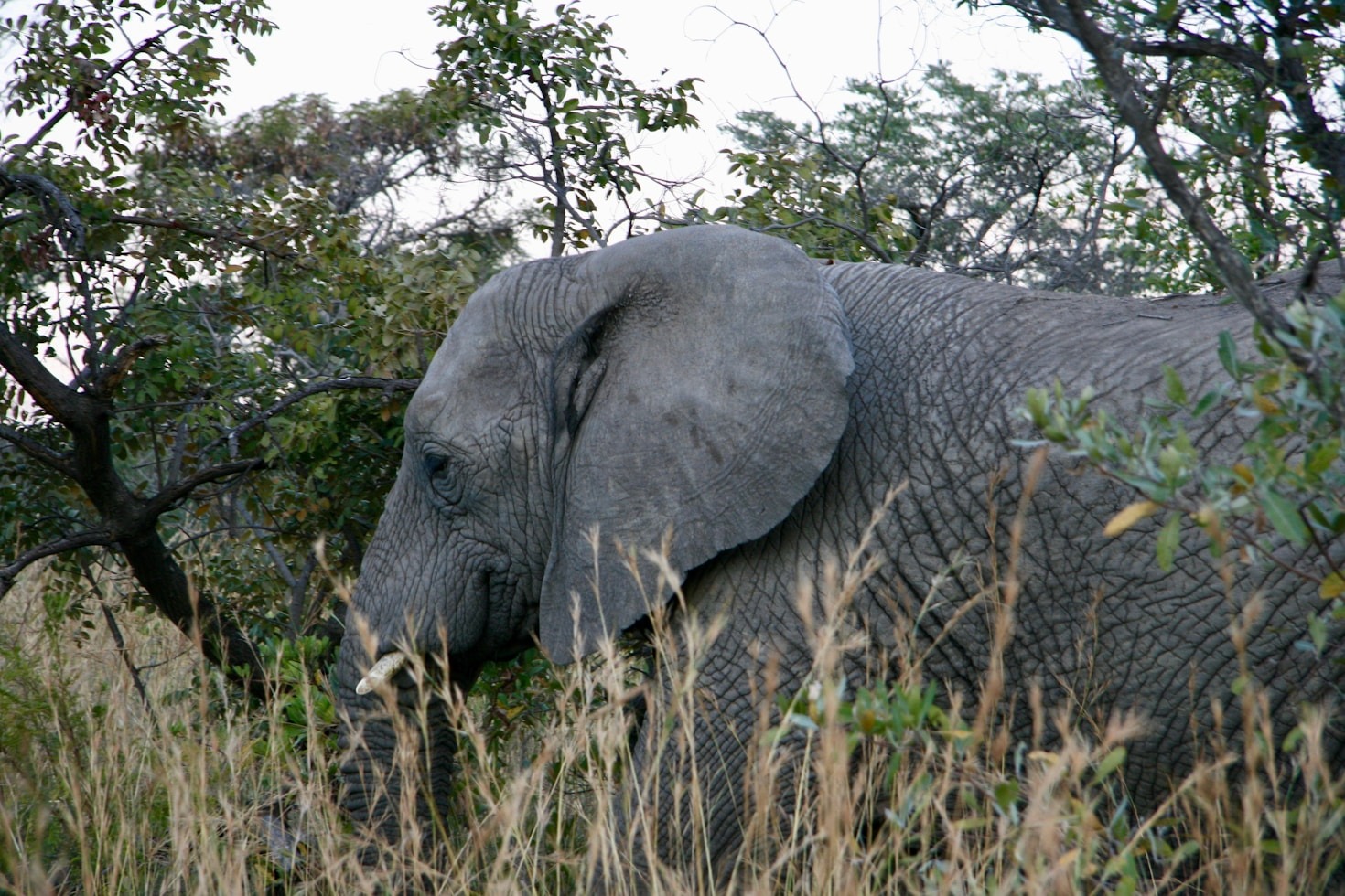 Top Ways to Contribute to Biodiversity Conservation