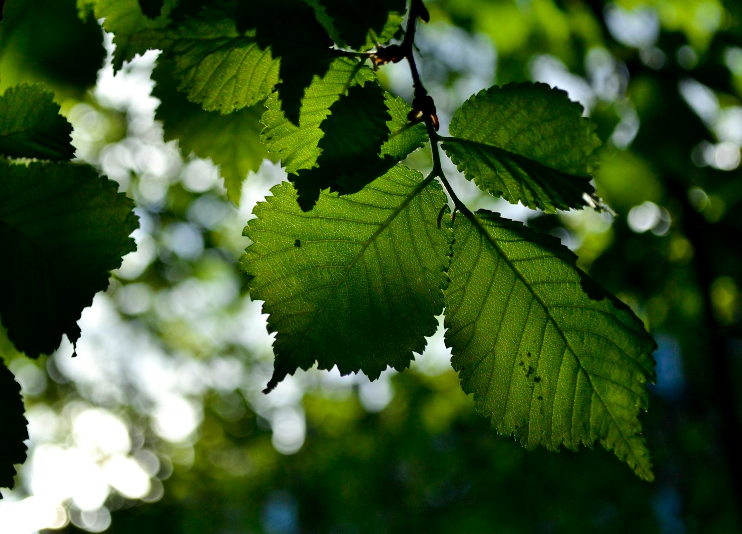 Behind the Scenes: Discovering New Plant and Animal Species